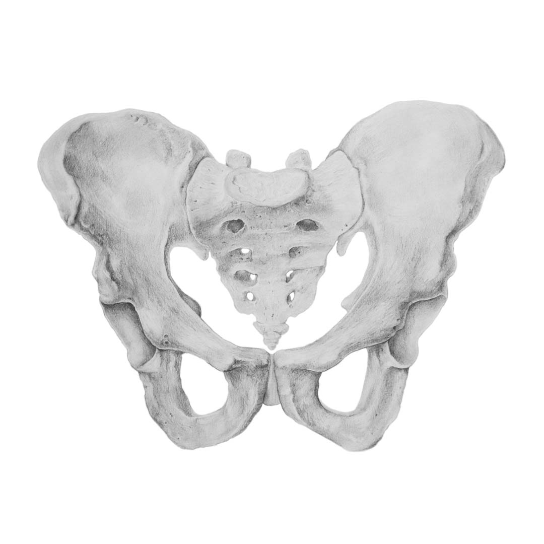 Pencil drawing of pelvis