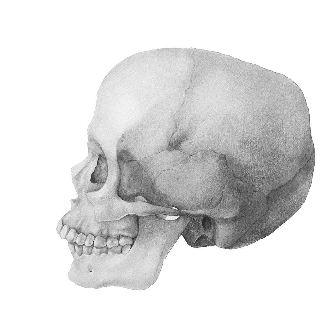 Pencil drawing of skull