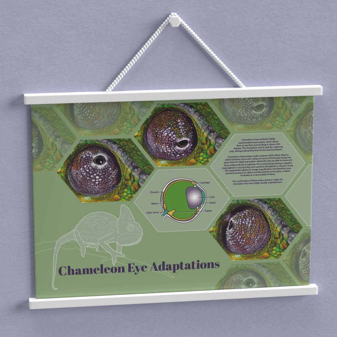 Poster created to show the adaptations of the chameleon eye.