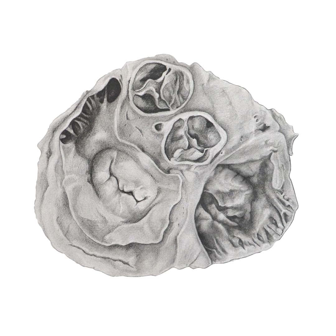 Pencil drawing of human heart