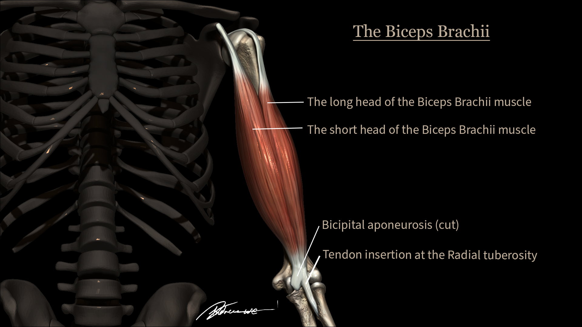 Educational Illustration project from 3D Models on the Visualisation of the Bicep Muscle, using Zbrush, 3DS Max and Photoshop.
