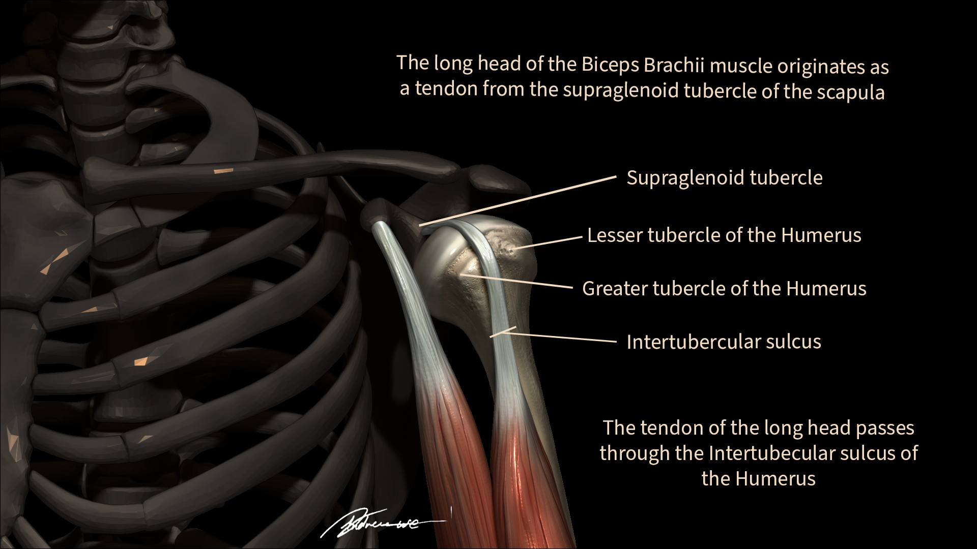 The attachment of the long head of the Biceps Brachii Muscle up-close.